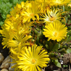Delosperma congestionné - Willemse