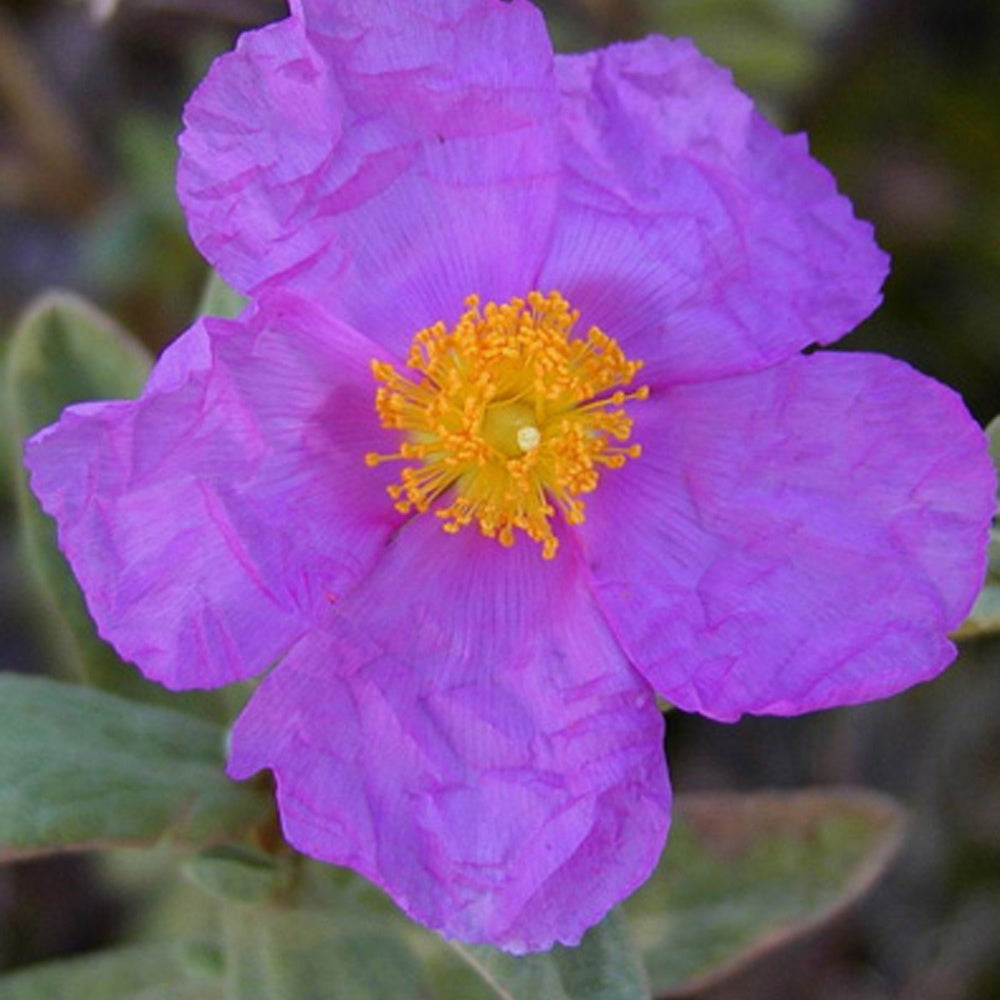 Ciste cotonneux - Willemse