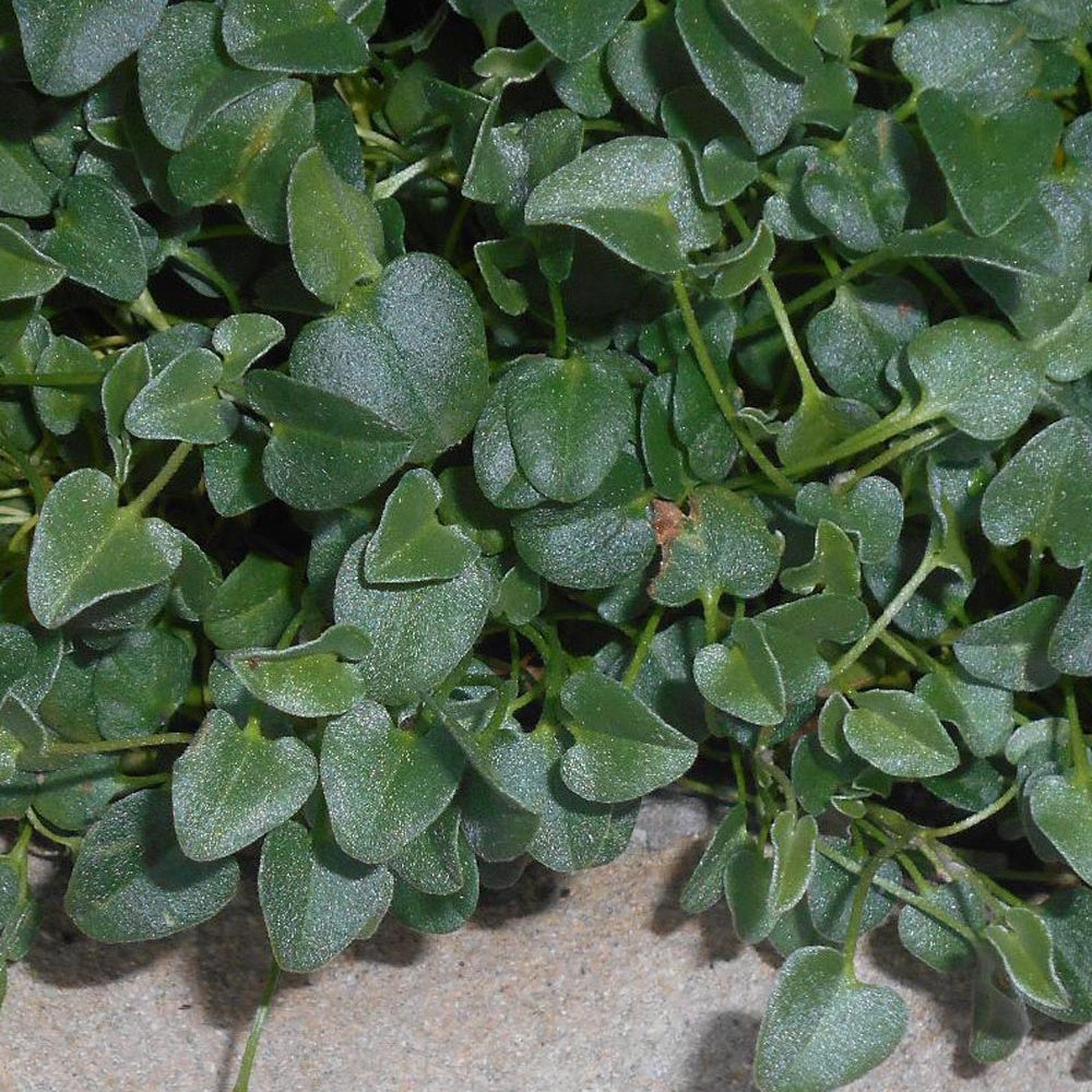 Falkia Repens - Willemse