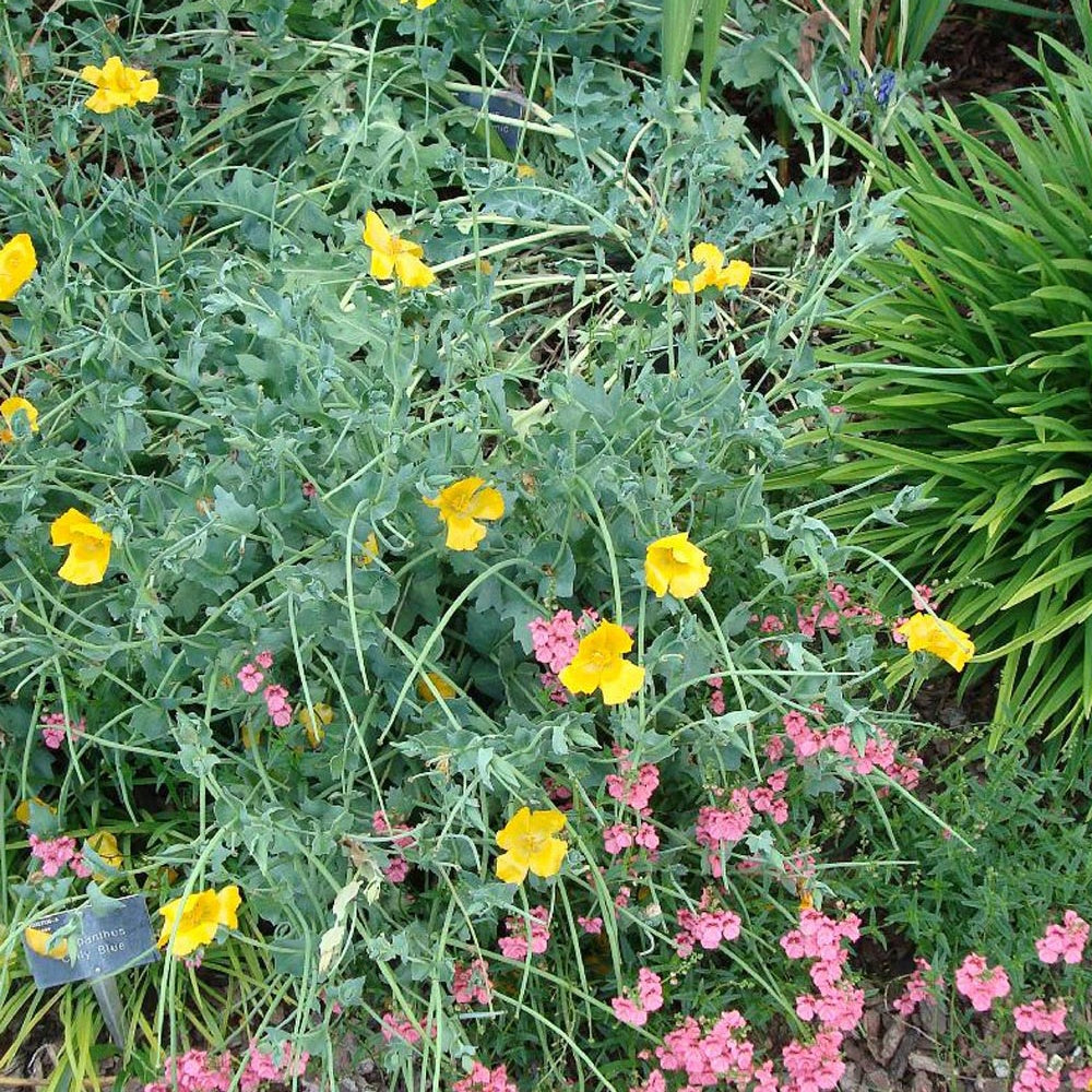 Glaucium flavum - Glaucium flavum - Willemse