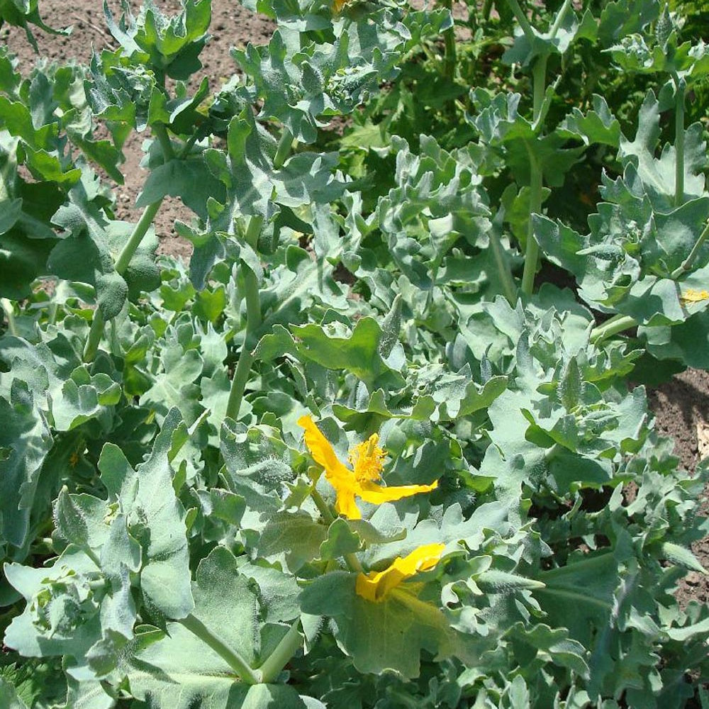 Glaucium flavum - Glaucium flavum - Fleurs vivaces
