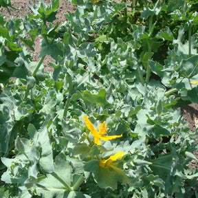 Glaucium flavum - Glaucium flavum - Fleurs vivaces
