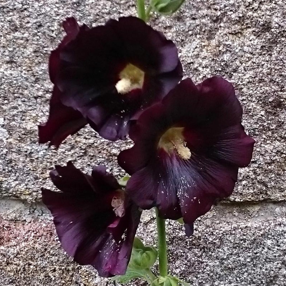 Rose trémière noire - Willemse