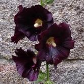 Rose trémière noire - Willemse