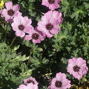 Géranium vivace Ballerina - Willemse
