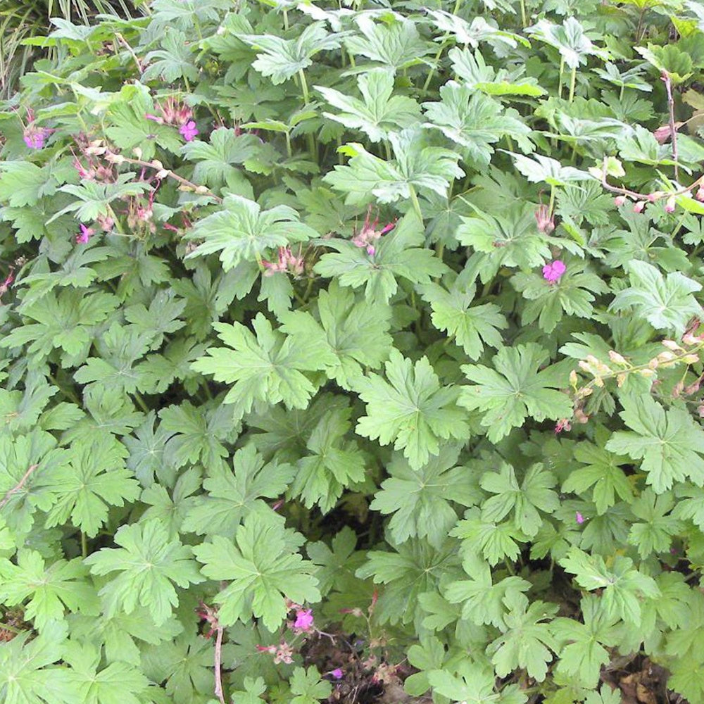 Géraniums vivaces - Géranium vivace - Geranium macrorrhizum