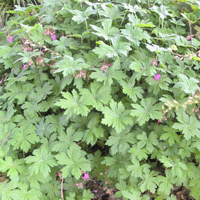Géraniums vivaces - Géranium vivace - Geranium macrorrhizum