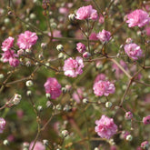 Gypsophile Flamingo - Willemse