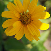 Héliopside Sommersonne - Willemse