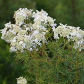 Menthe des montagnes - Willemse