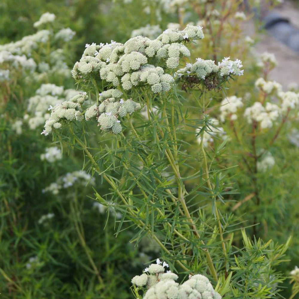 Menthe des montagnes - Pycnanthemum flexuosum - Willemse