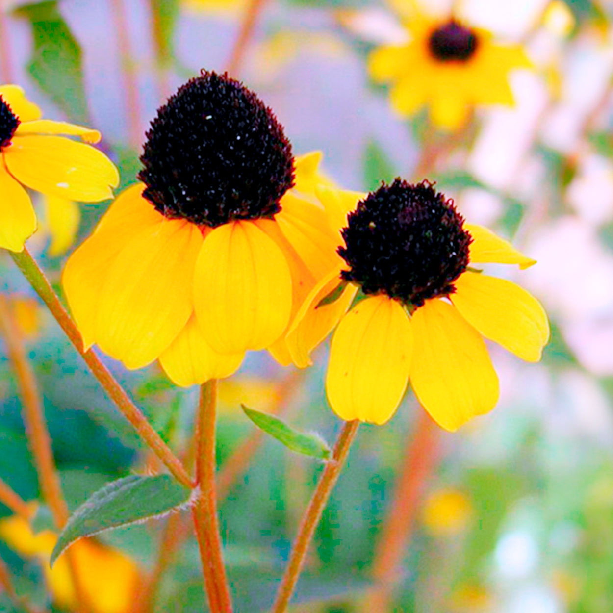 Rudbeckia - Rudbeckia trilobée - Rudbeckia  triloba