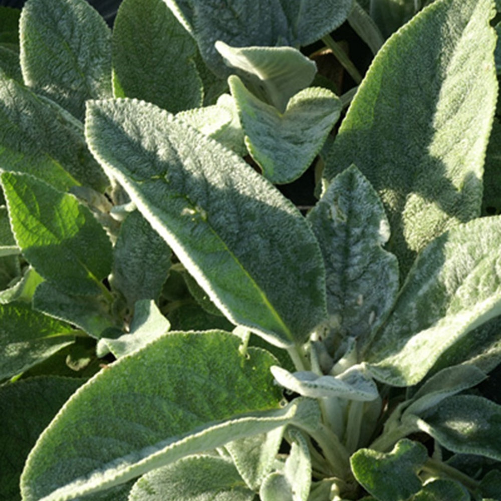 Stachys byzantina Cotton Boll - Oreille de Lapin Cotton Boll - Epiaire de byzance - Épiaire - Stachys