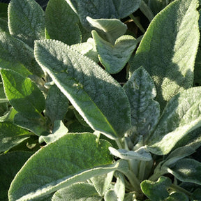 Stachys byzantina Cotton Boll - Oreille de Lapin Cotton Boll - Epiaire de byzance - Épiaire - Stachys