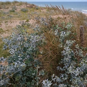 Eryngium maritimum - Panicaut maritime - Panicaut
