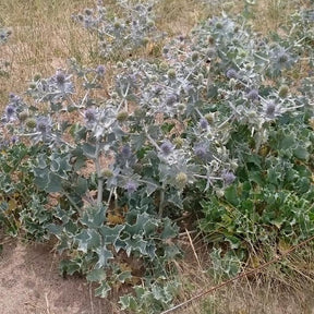 Panicaut - Panicaut maritime - Eryngium maritimum