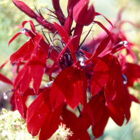 Lobelia Russian Princess - Lobelia speciosa russian princess - Willemse