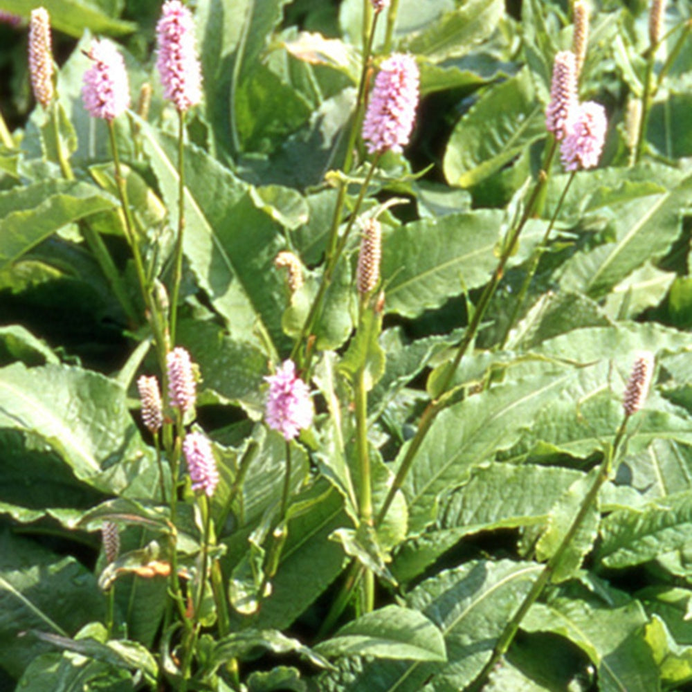 Vente Renouée bistorte Superba - Persicaria bistorta Superba