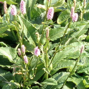 Vente Renouée bistorte Superba - Persicaria bistorta Superba
