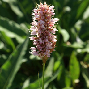 Renouée bistorte Superba - Renouée - Persicaire - Willemse