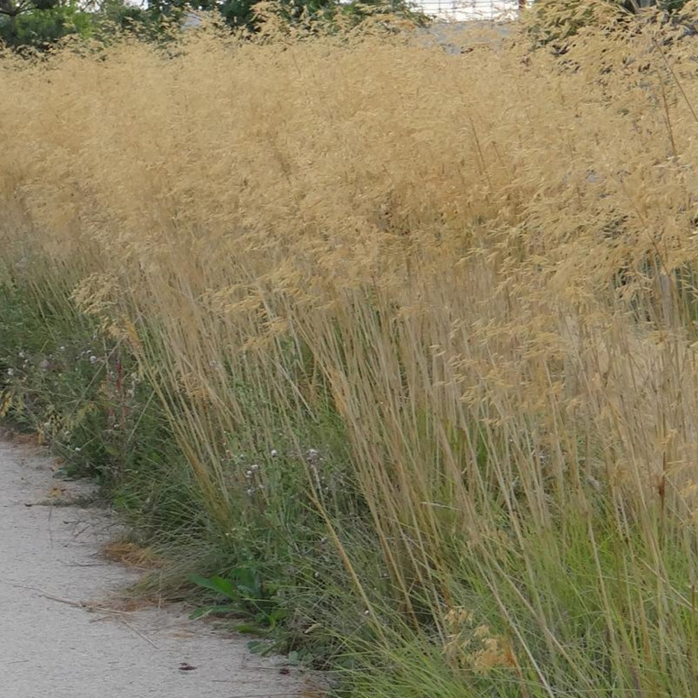 Stipa gigantea - Stipe géante - Stipe - Stipa