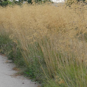 Stipa gigantea - Stipe géante - Stipe - Stipa