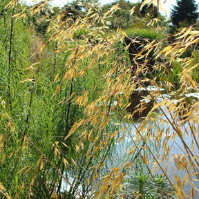 Stipe - Stipa - Stipe géante - Stipa gigantea