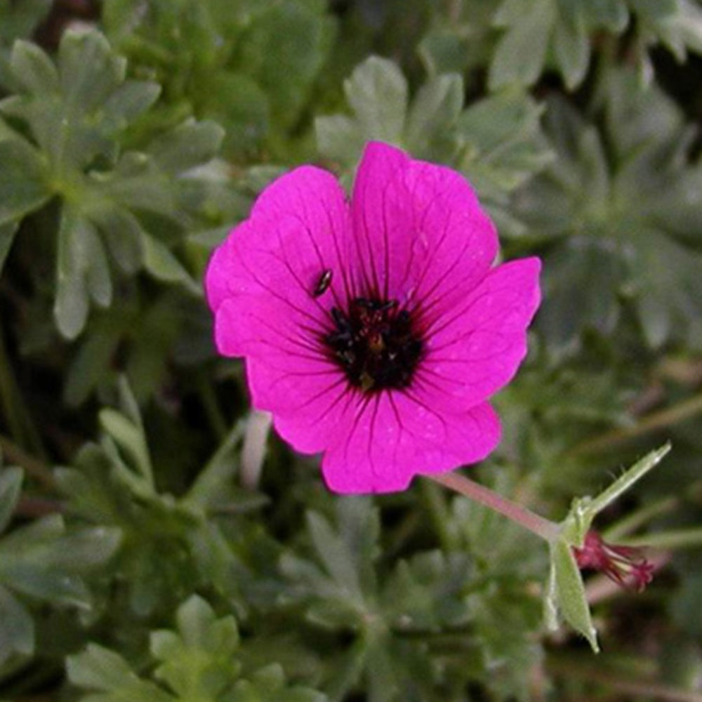 Géranium cendré Splendens - Willemse