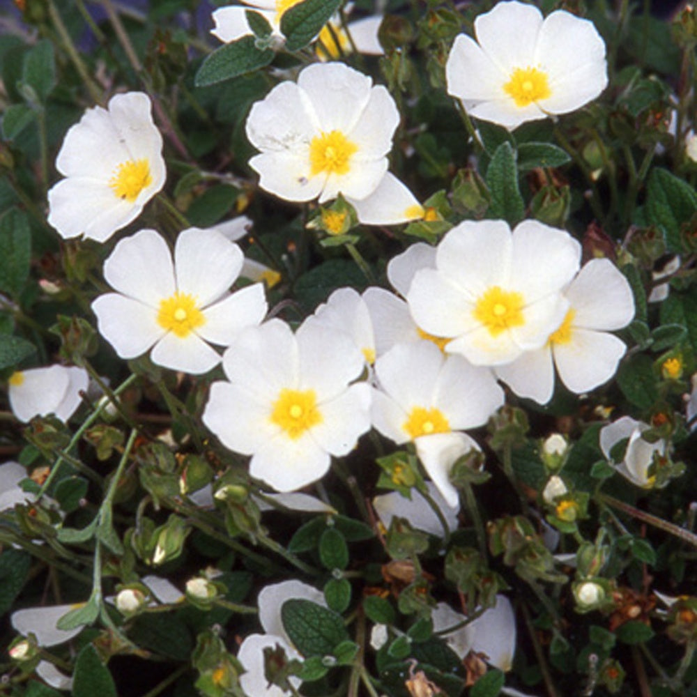 Ciste obtusifolius - Willemse