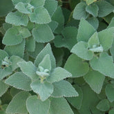 Ballota hirsuta - Willemse