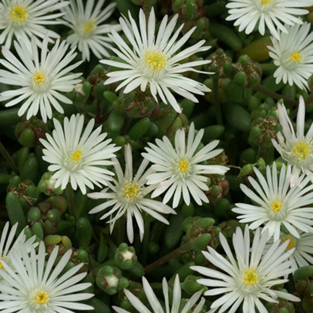 Delosperma Graaf Reinet - Willemse