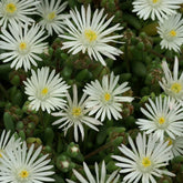 Delosperma Graaf Reinet - Willemse