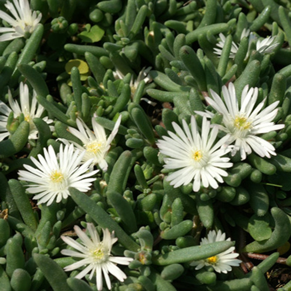 Delosperma 'graaf reinet' - Delosperma Graaf Reinet - Delosperma