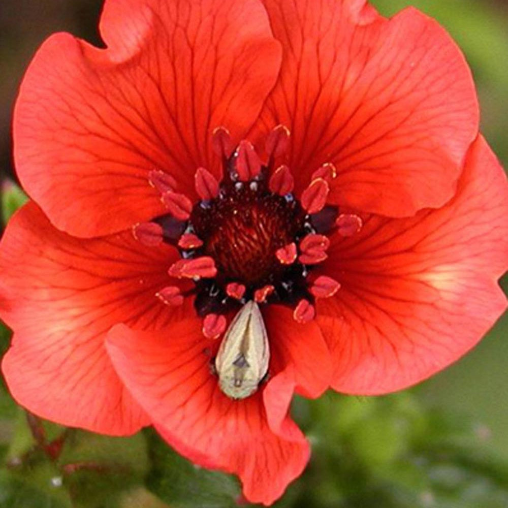 Potentilla atrosanguinea - Potentille sanguine - Potentilles