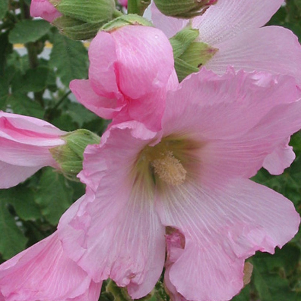 Rose trémière à feuilles de figuier - Willemse