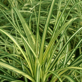 Laîche d'Oshima Evergold - Carex Evergold - Carex oshimensis evergold - Willemse