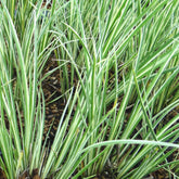 Acore gramineus strié d'argent - Willemse