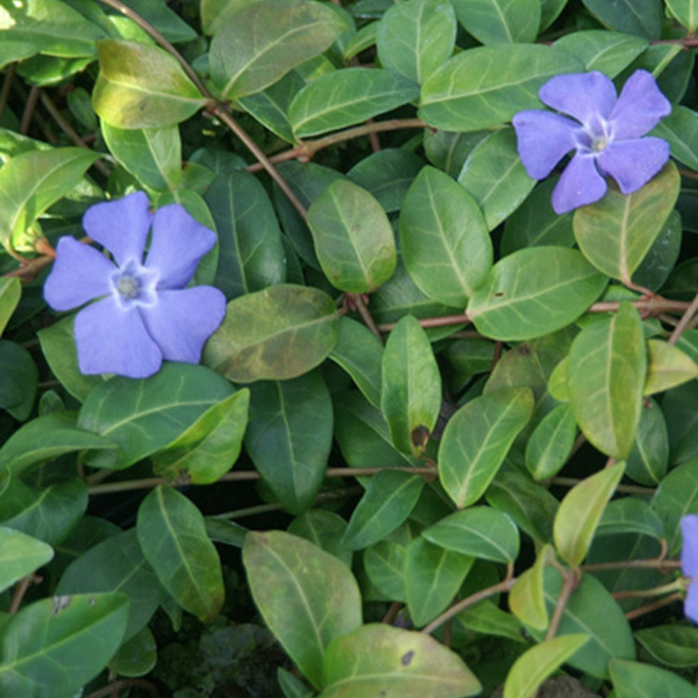 Pervenche - Petite pervenche - Vinca minor