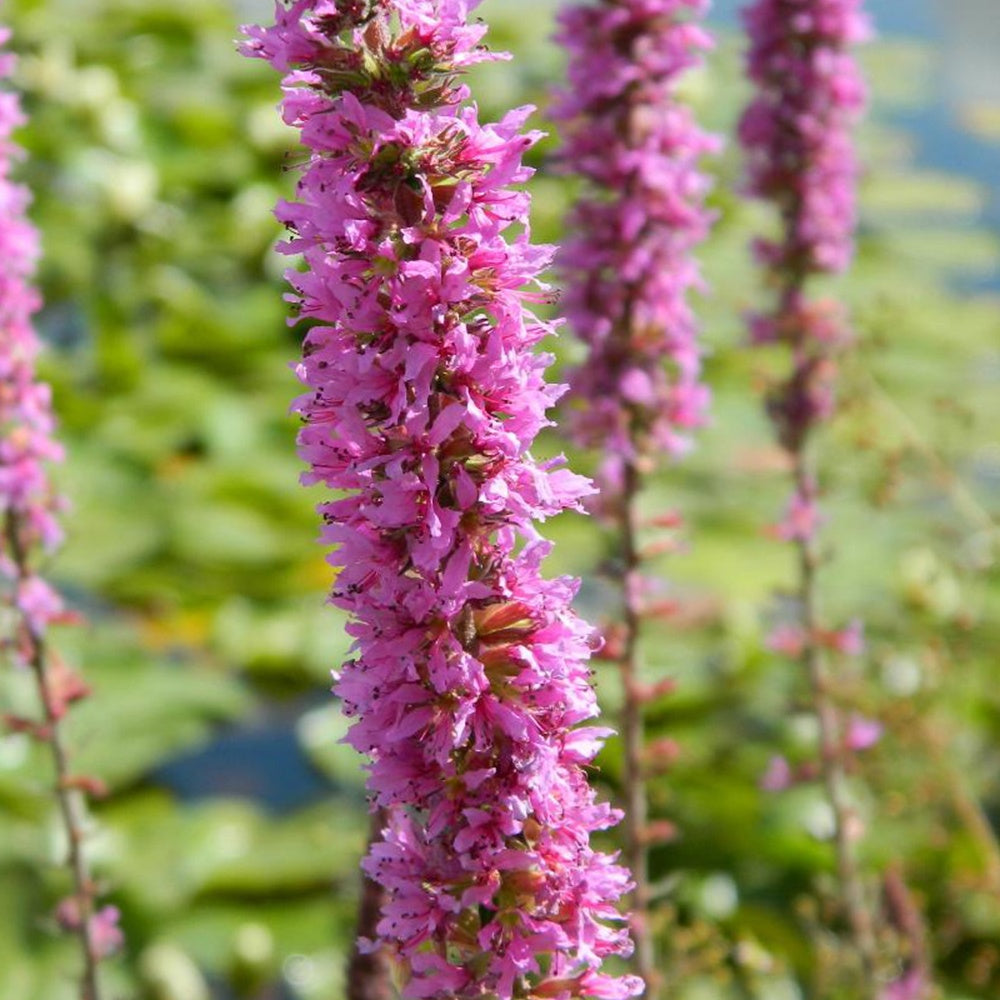 Salicaire commune - Lythrum salicaria - Willemse