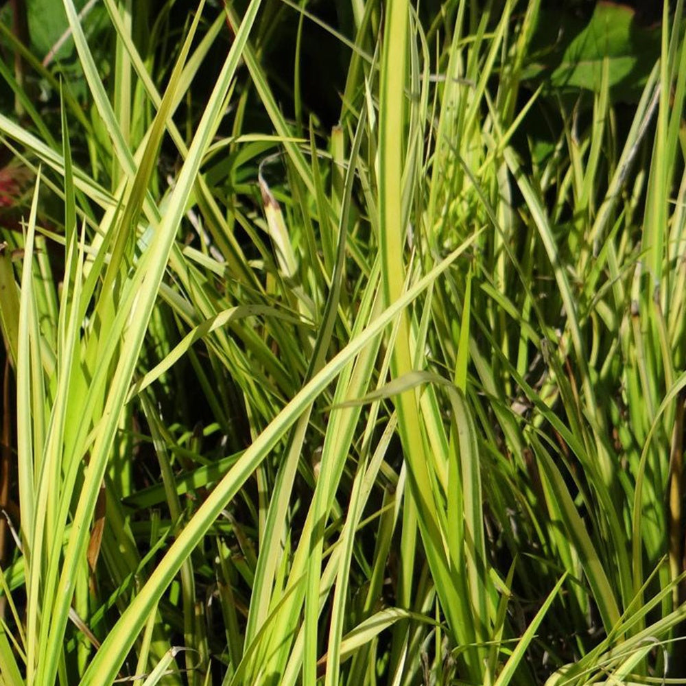 Acorus gramineus ogon - Jonc japonais panaché - Jonc