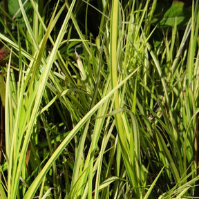 Acorus gramineus ogon - Jonc japonais panaché - Jonc