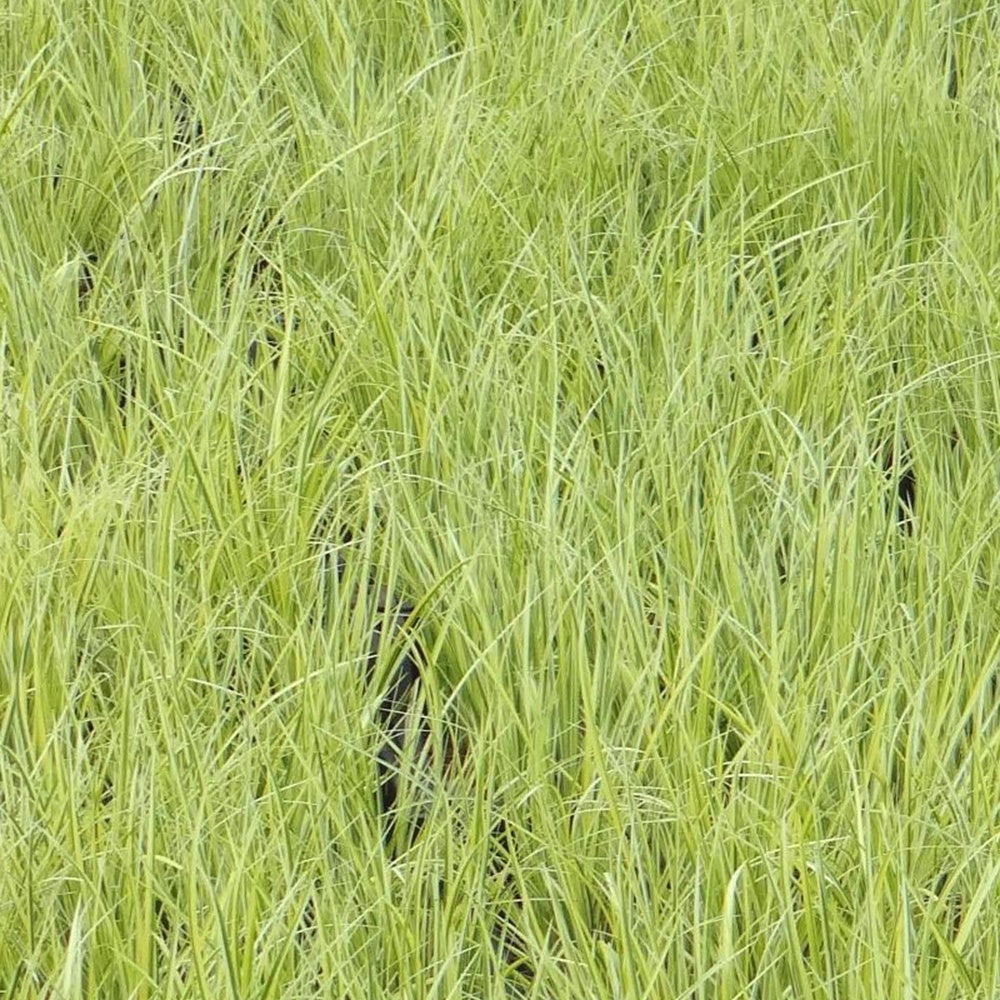 Vente Jonc japonais panaché - Acorus gramineus ogon