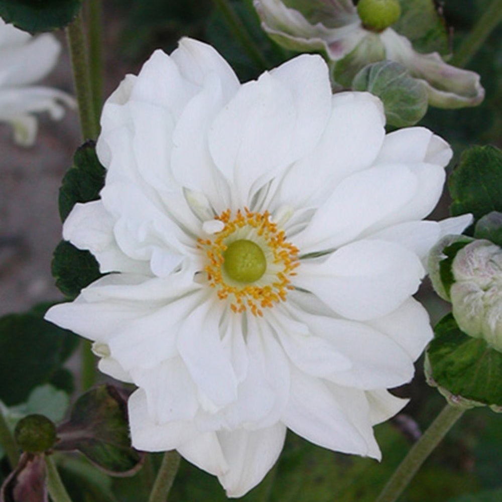 Anémone du Japon Whirlwind - Anemone hybrida whirlwind - Willemse