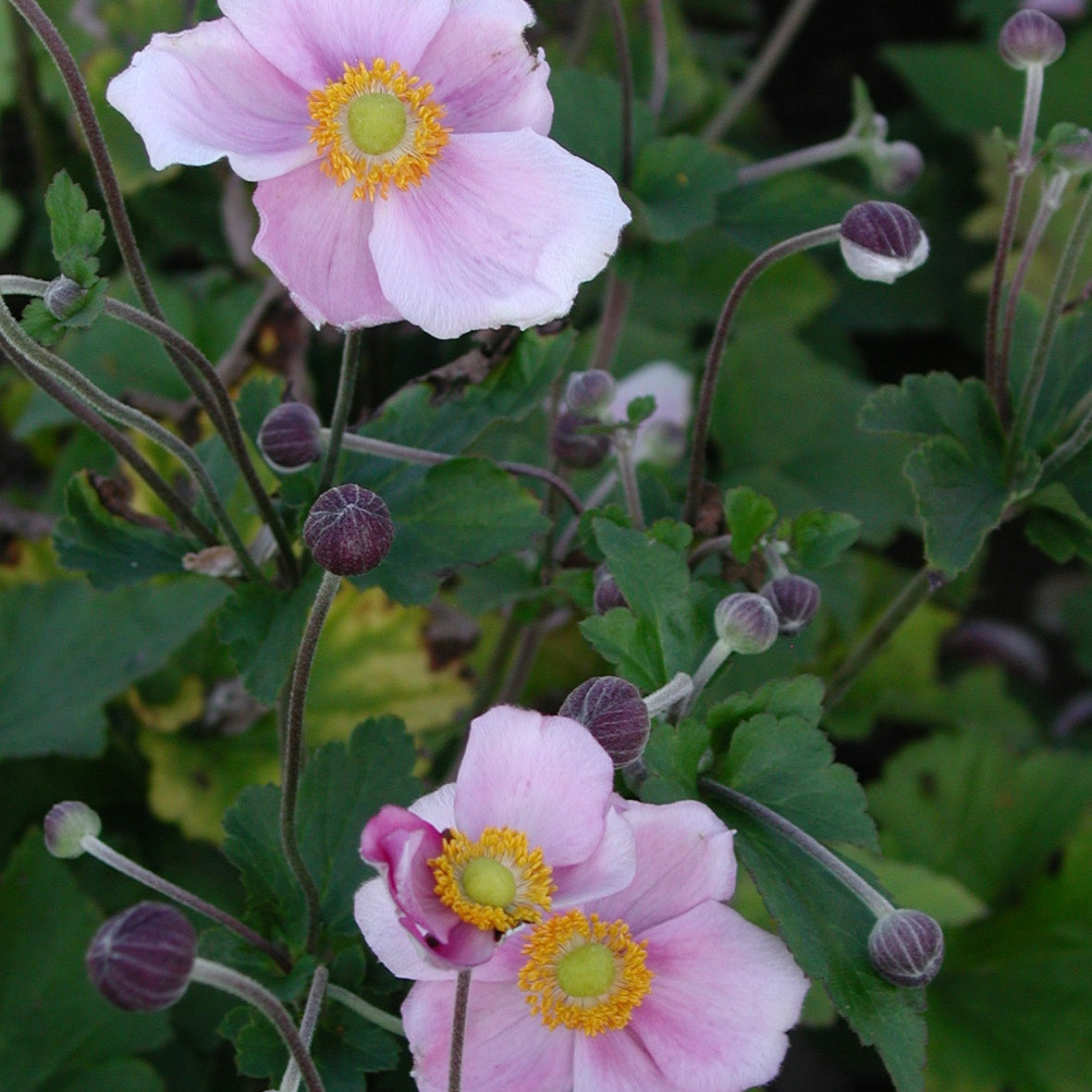 Anémone japonaise September Charm - Anemone hupehensis September Charm - Willemse