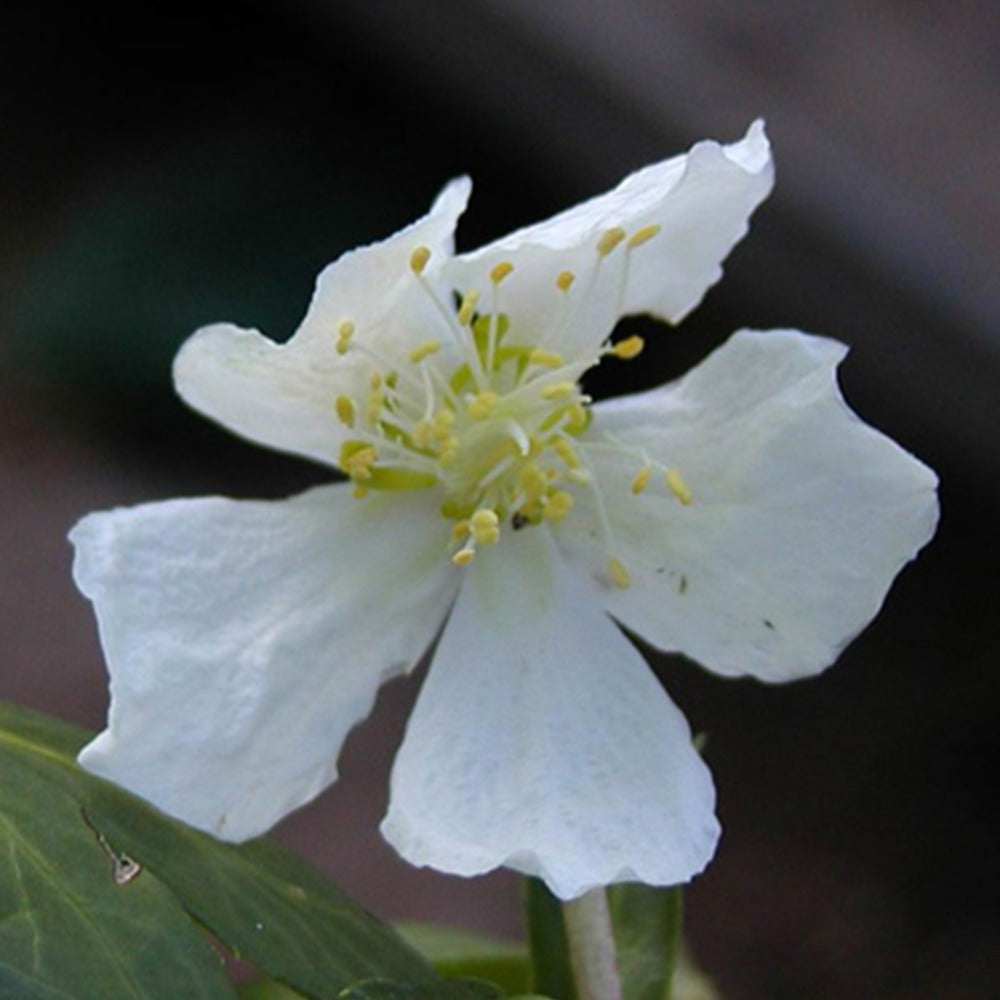 Helleborus niger - Hellébore Rose de Noël - Hellébores