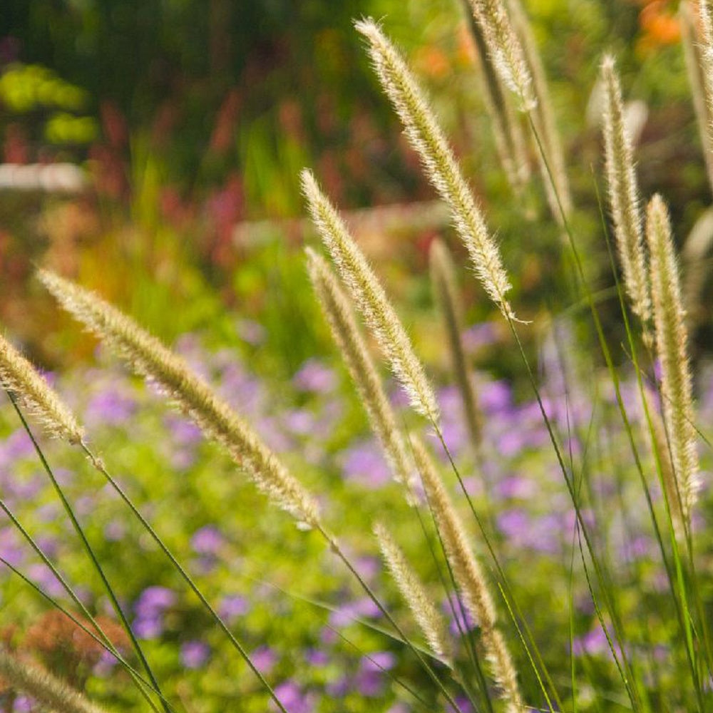 Herbe aux écouvillons érigée - Willemse