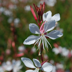 Vente Gaura blanche - Gaura lindheimeri Whirling Butterflies