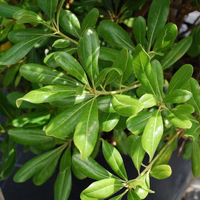 Vente Pittosporum tobira - Pittosporum tobira