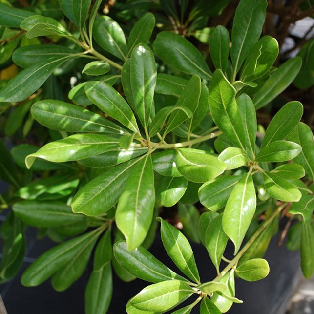 Vente Pittosporum tobira - Pittosporum tobira