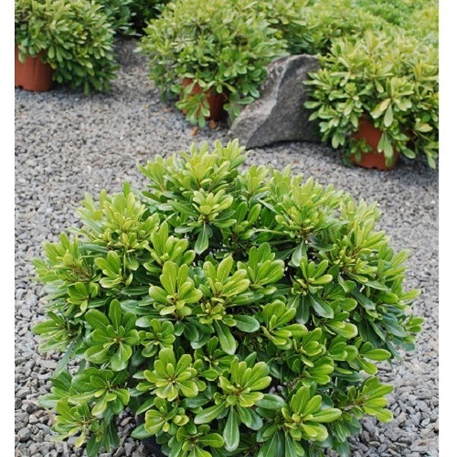 Pittosporum tobira ‘nana’ - Pittosporum tobira Nana - Willemse